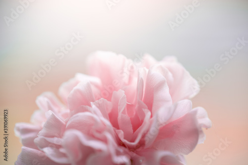 pink carnation in drops after rain