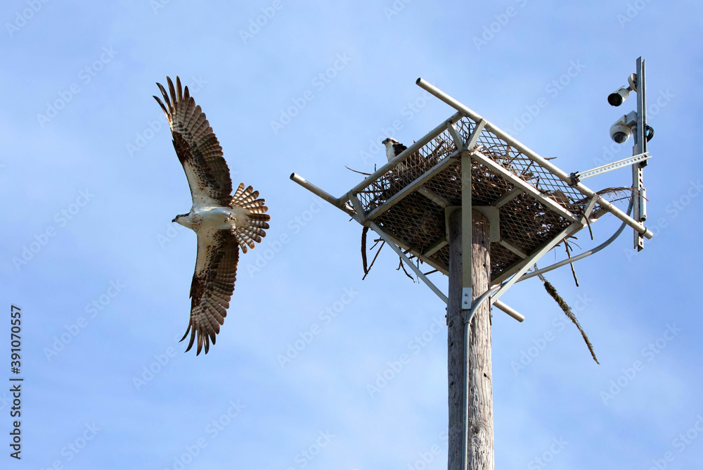 With a live feed webcam over their nest in Fort Myers Beach. An osprey with wings spread wide fly off his nest while his mate stays. Ospreys mate for life and typically live for 7-10 years. With a live feed webcam over their nest in Fort Myers Beach. An osprey with wings spread wide fly off his nest while his mate stays. Ospreys mate for life and typically live for 7-10 years.