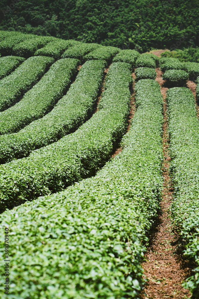 Tea plantation at Doi Mae Salong, Chiang Rai, Thailand.