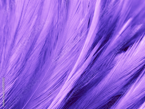 Beautiful abstract purple feathers on dark background  blue feather texture on black pattern  purple background  colorful feather wallpaper  love valentines day  dark texture