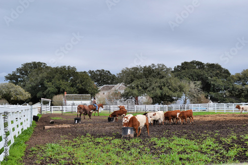 Typical american farm with cows and cowboy on the horseback, Richmond, Texas