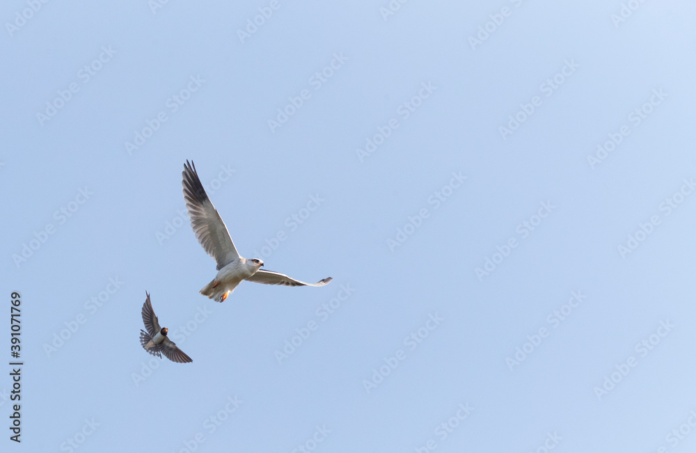 Black-winged Kite, Elanus caeruleus Black-winged Kite, Elanus caeruleus