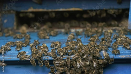 Honey bees on a hive cluster photo