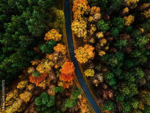 Curvy Winding Road in Forest with Colourful Foliage in Autumn Season. Aerial Drone Top Down View © marcin jucha