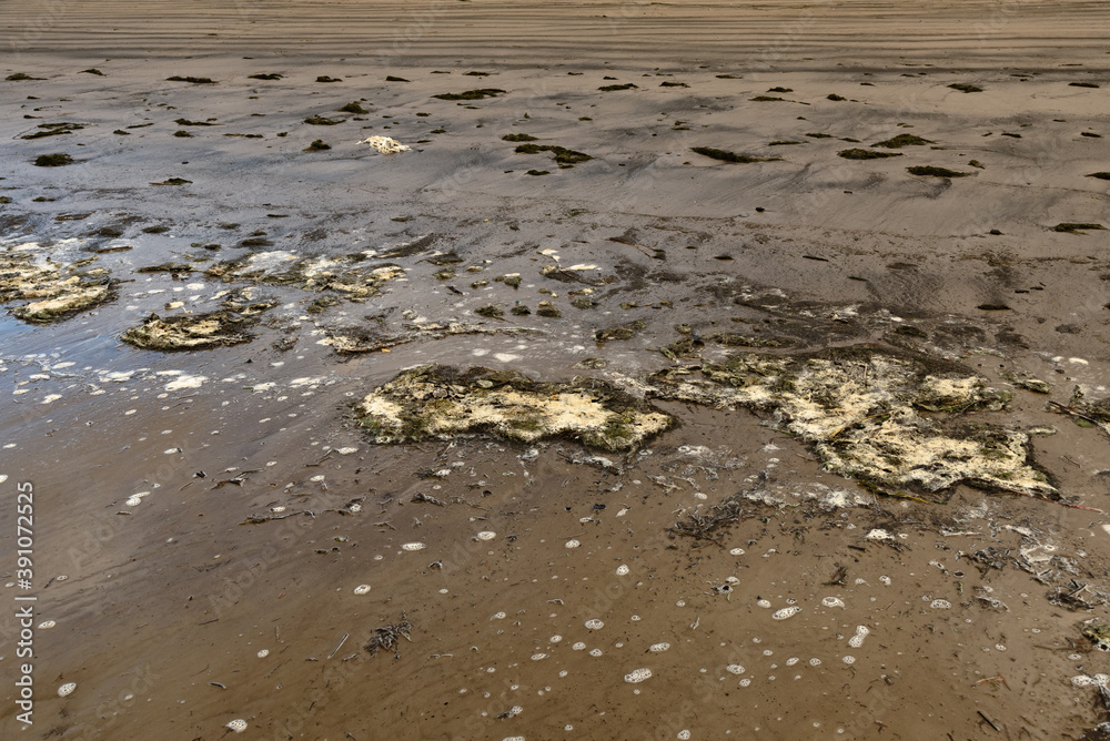 Close-up of wet surf with seaweed and foam