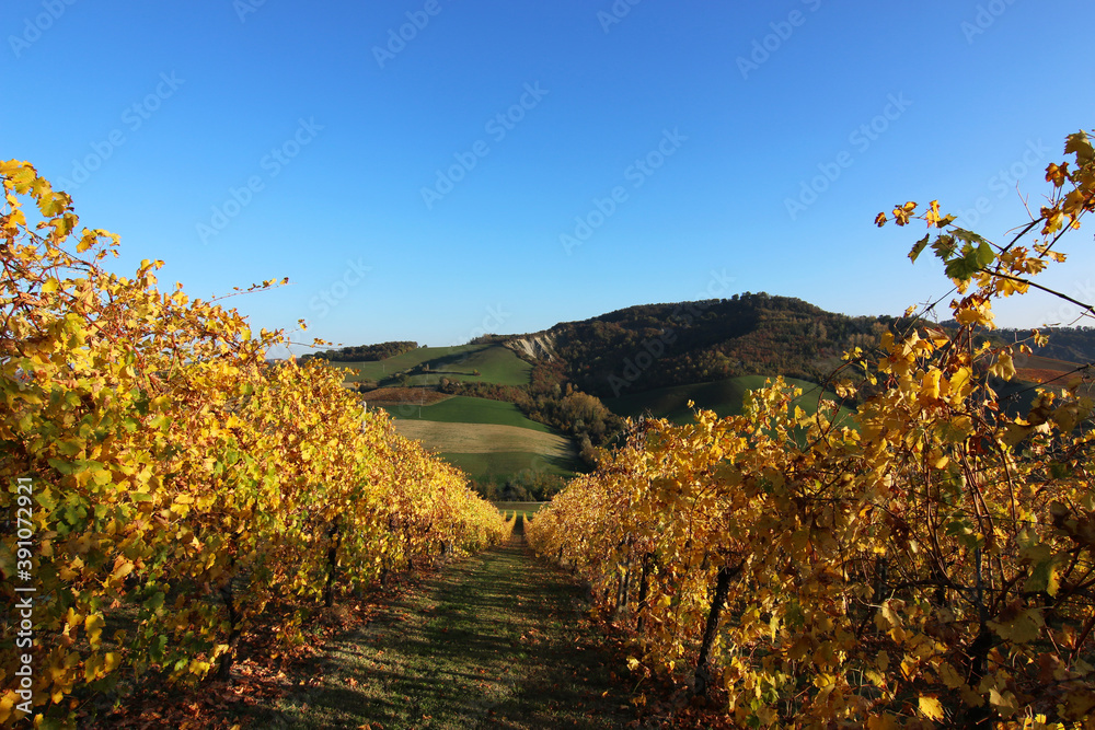 Fototapeta premium Vigneti in autunno in collina