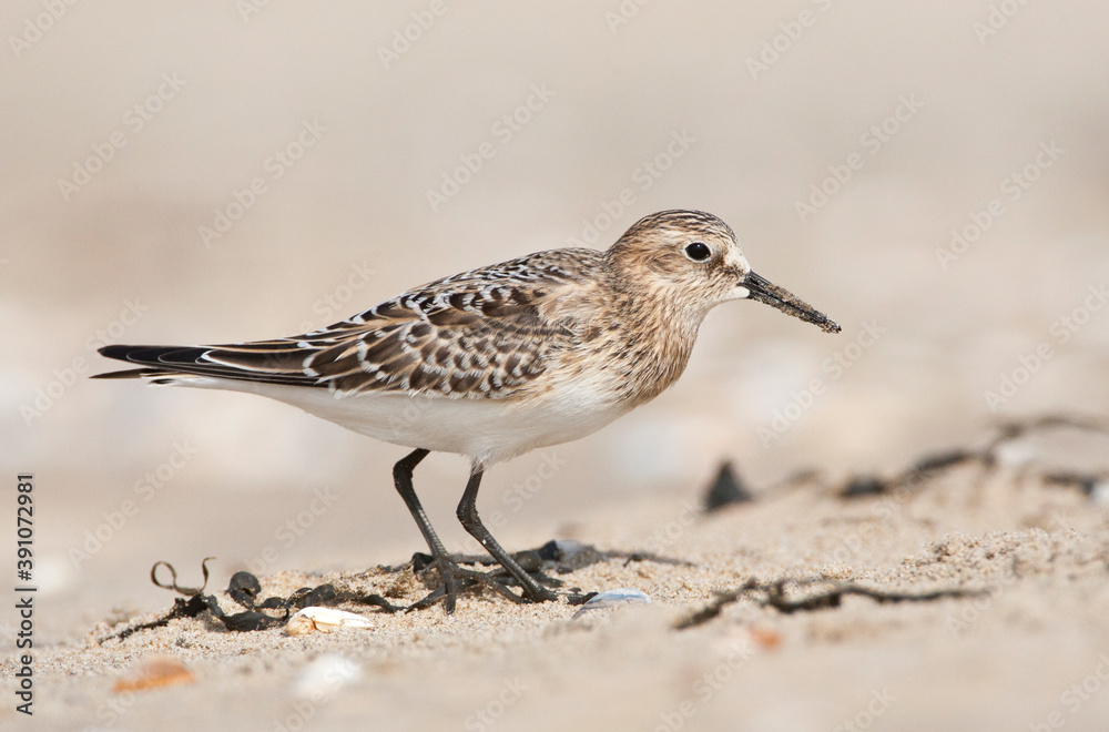 Bairds Strandloper, Bairds Sandpiper, Calidris bairdii Bairds Strandloper, Bairds Sandpiper, Calidris bairdii