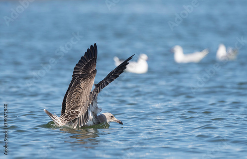 Audouin's Gull, Ichthyaetus audouinii