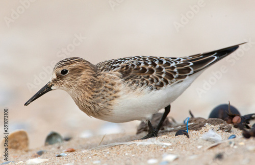 Bairds Strandloper, Bairds Sandpiper, Calidris bairdii