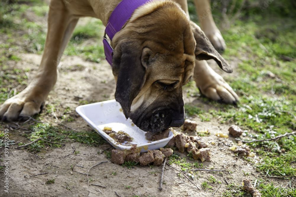Dog  hound eating
