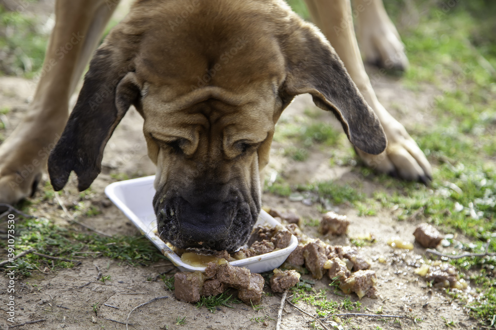 Dog hound eating Dog hound eating