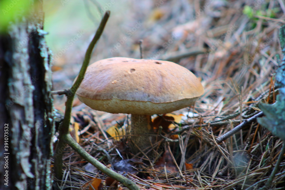 mushroom in the forest mushroom in the forest