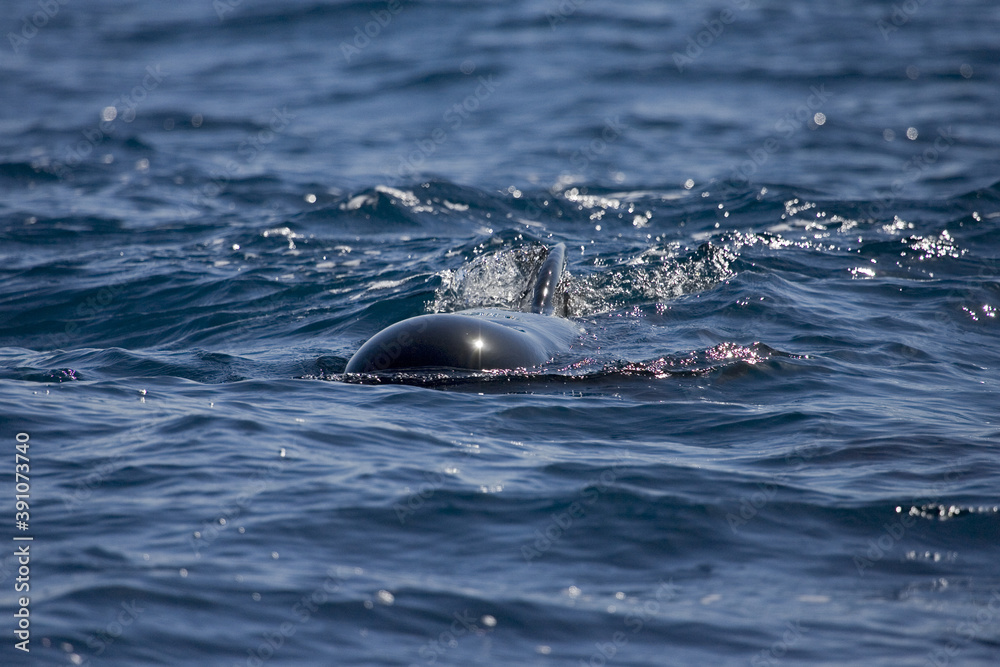 Fototapeta premium Long-finned Pilot Whale, Globicephala melas