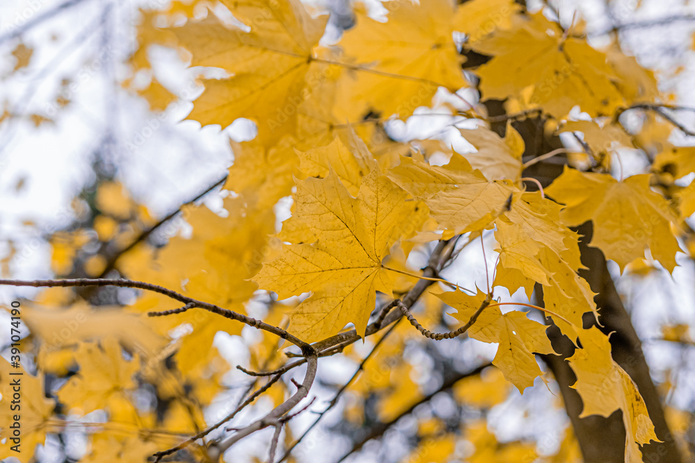 The last, yellow maple leaves on the tree. Concept, autumn is leaving The last, yellow maple leaves on the tree. Concept, autumn is leaving