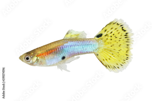 Yellow Guppy aquarium fish Poecilia reticulata colorful rainbow tropical 
