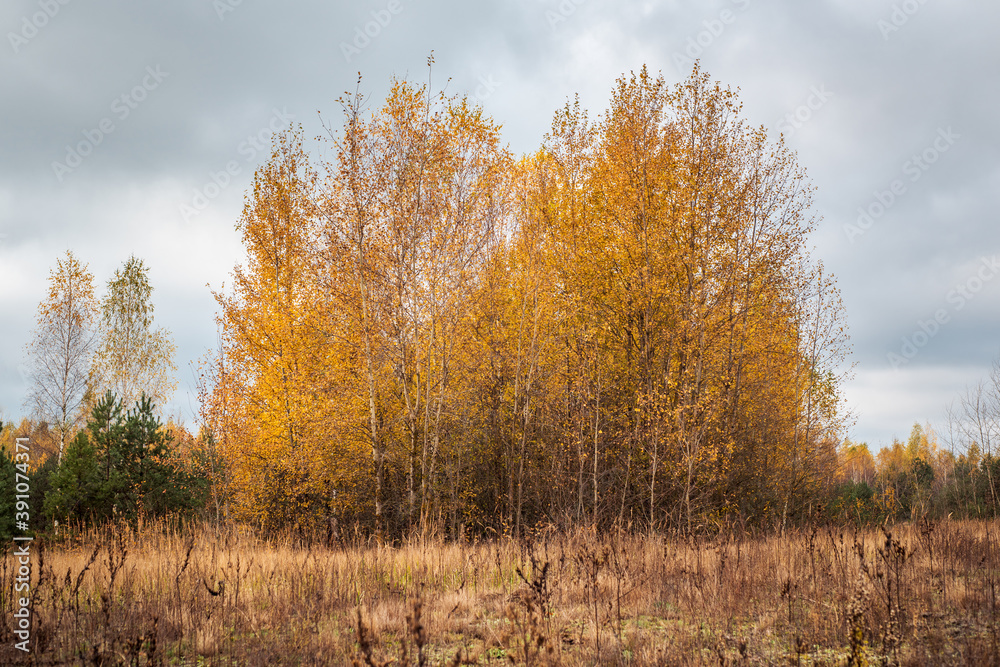 Autumn cloudy landscape. The edge of a birch grove. Trees with yellow leaves and a gray sky. Autumn cloudy landscape. The edge of a birch grove. Trees with yellow leaves and a gray sky.