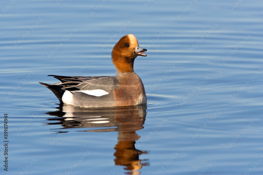 Smient, Eurasian Wigeon, Anas penelope Smient, Eurasian Wigeon, Anas penelope