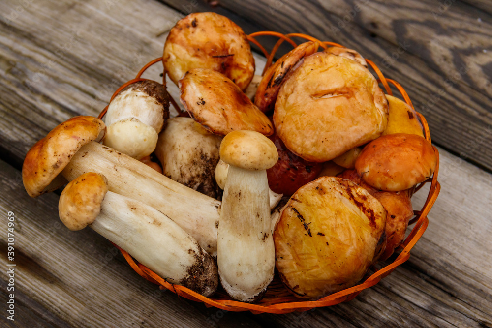 Freshly picked forest mushrooms in basket on rustic wooden table. Top view Freshly picked forest mushrooms in basket on rustic wooden table. Top view