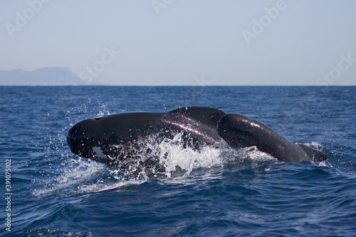 Long-finned Pilot Whale, Globicephala melas