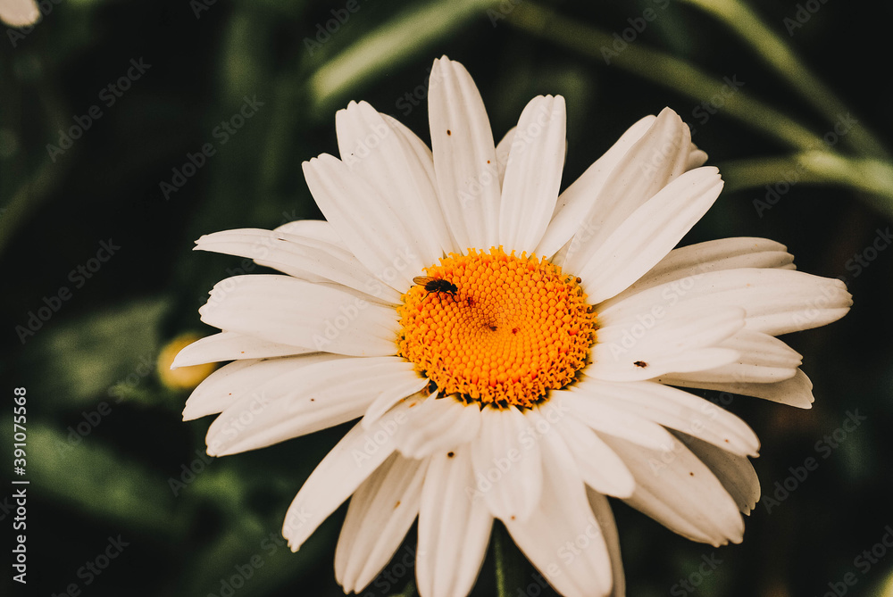 Fototapeta premium Chamomile and small fly on a flower
