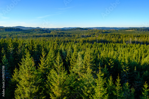 mountain pine (pinus mugo) forest in the upper austrian nature reserve tanner moor near liebenau