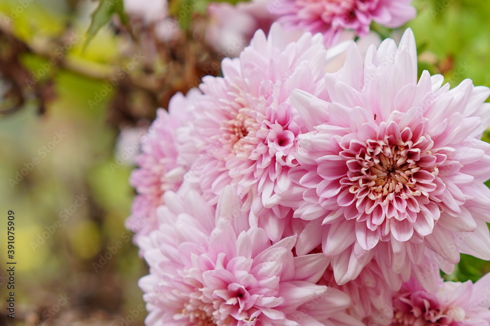 Chrysanthemum flower bud in a garden Chrysanthemum flower bud in a garden