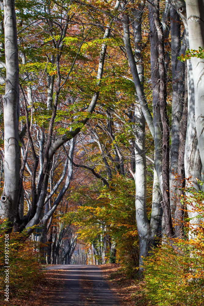 Fototapeta premium Herbstlandschaft zwischen Seeberg und Alter Sternwarte
