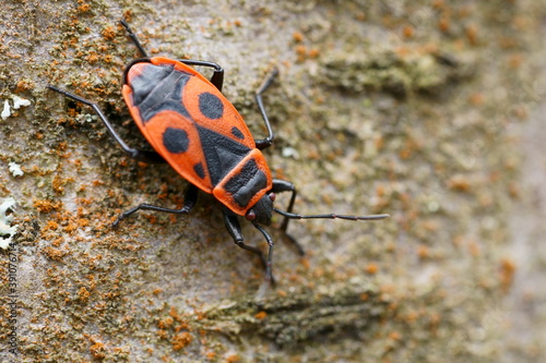 close-up of firebug, pyrrhocoris apterus
