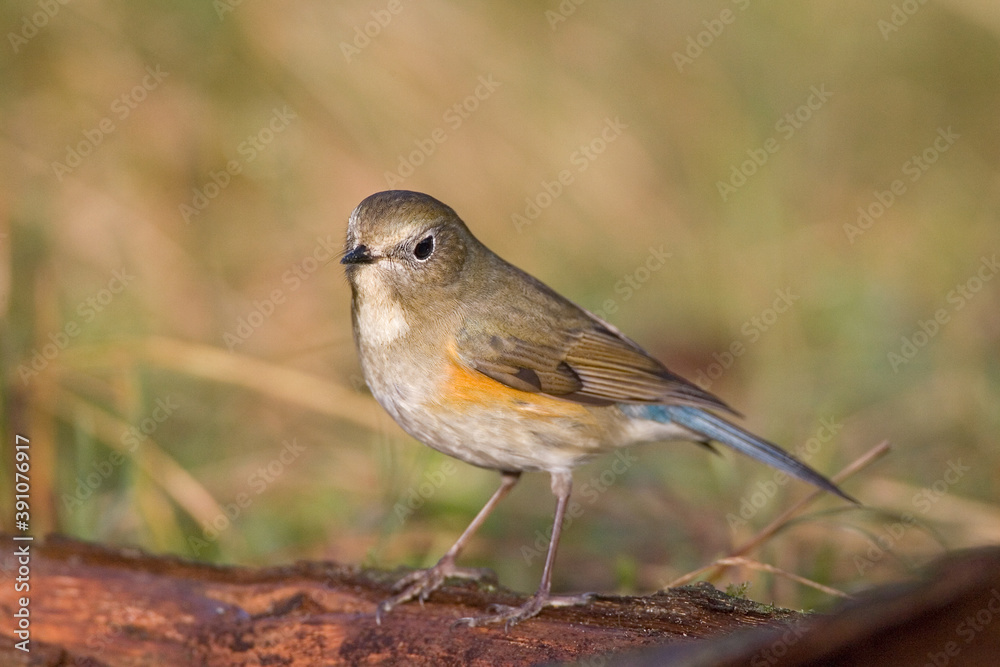 Fototapeta premium Red-flanked Bluetail, Blauwstaart, Luscinia cyanura