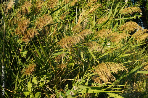 The tops of the reed sway in the wind