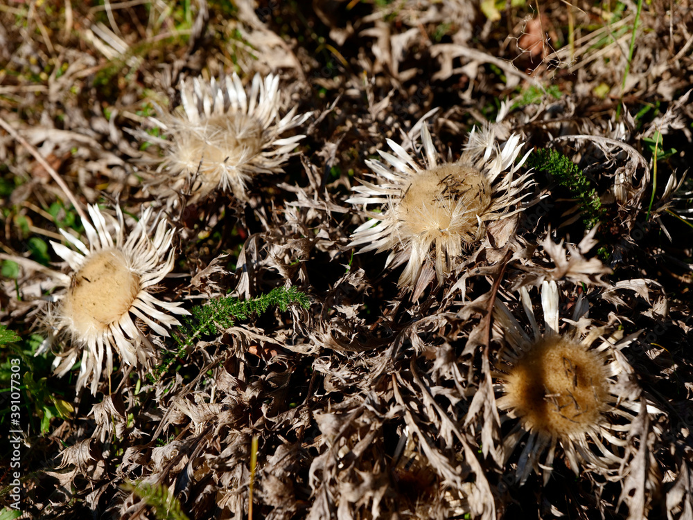 Jesienne kwiaty Dziewięćsił bezłodygowy (Carlina acaulis L.) ze swoimi owocami z puchem kielichowym rozsiewanymi przez wiatr Jesienne kwiaty Dziewięćsił bezłodygowy (Carlina acaulis L.) ze swoimi owocami z puchem kielichowym rozsiewanymi przez wiatr