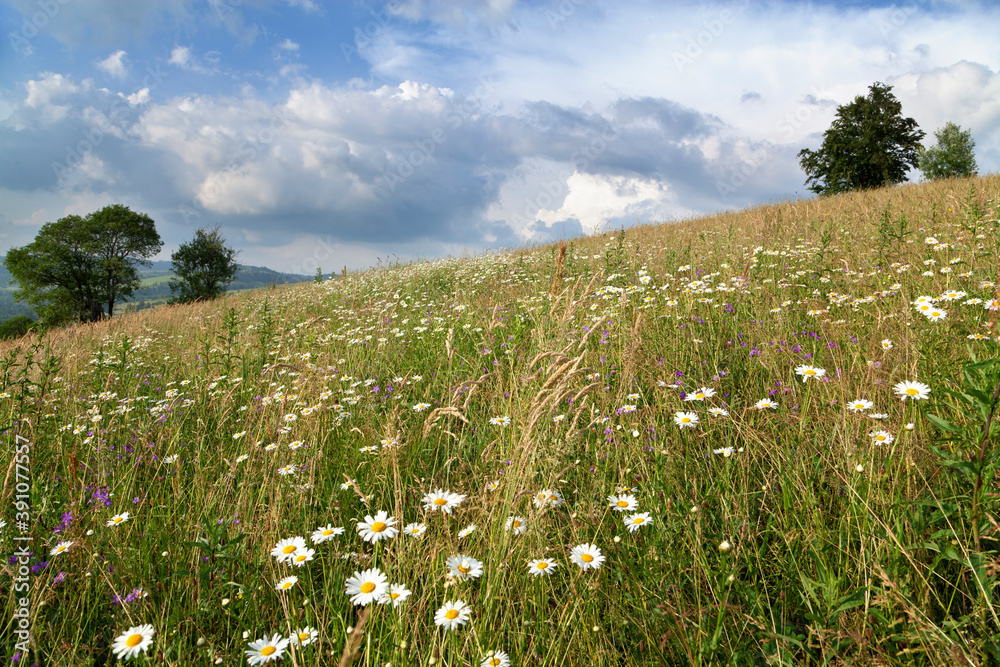 Fototapeta premium Chamomile mountain meadow on a bright summer day.