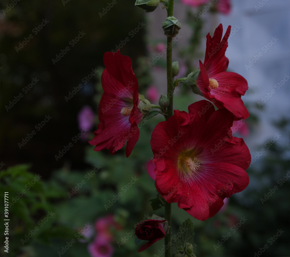 Obraz premium red flower in the garden