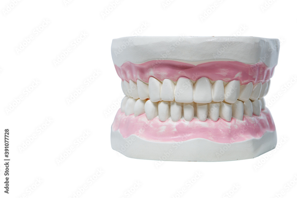 Obraz premium Model of a man's jaw with even teeth. The concept of care for the oral cavity. Copy space