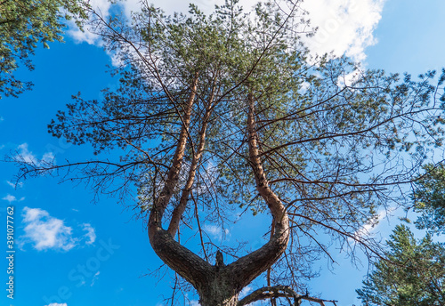 Pine with a forked trunk on a Sunny summer day .