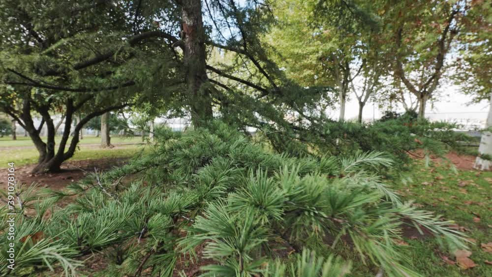 Branches and pine trees in open-air park in the autumn time, green color and sky with very beautiful sun and high resolution videos. Branches and pine trees in open-air park in the autumn time, green color and sky with very beautiful sun and high resolution videos.