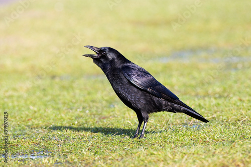 Zwarte Kraai, Carrion Crow, Corvus corone photo