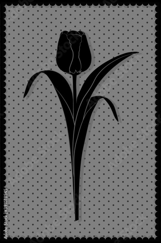 Czarny tulipan