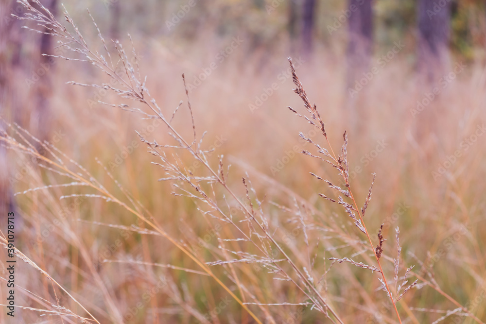 Tufted hair grass (Deschampsia cespitosa) in a garden in autumn