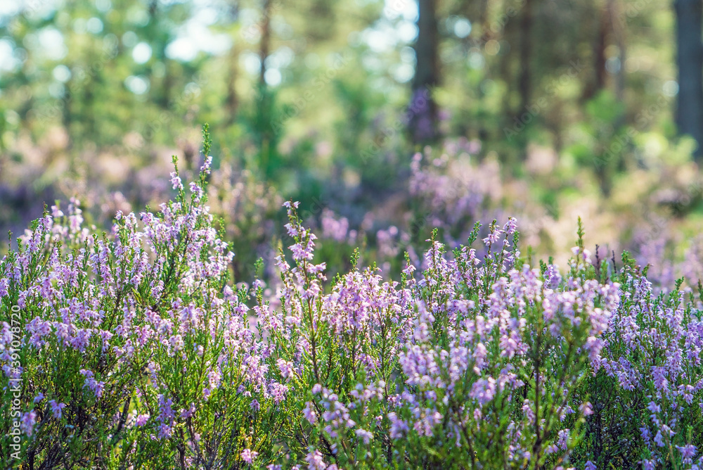 Forest flowers of Heather in a Sunny clearing .