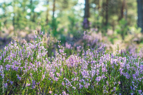 Forest flowers of Heather in a Sunny clearing .