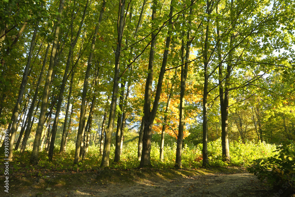 Obraz premium Early autumn - Autumn forest trees, nature green wood backgrounds