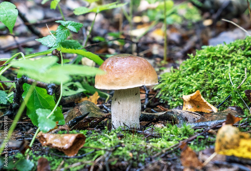 White mushroom boletus in the forest in the moss .