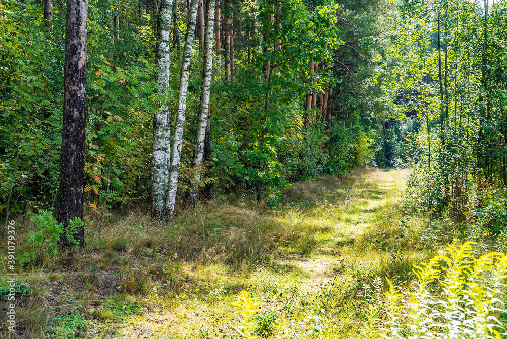 Obraz premium Forest path illuminated by bright sunlight . Leningrad region.