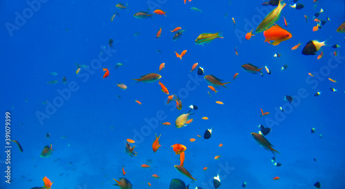 Tropical exotic fish different colors moving over the reef underwater of Red sea