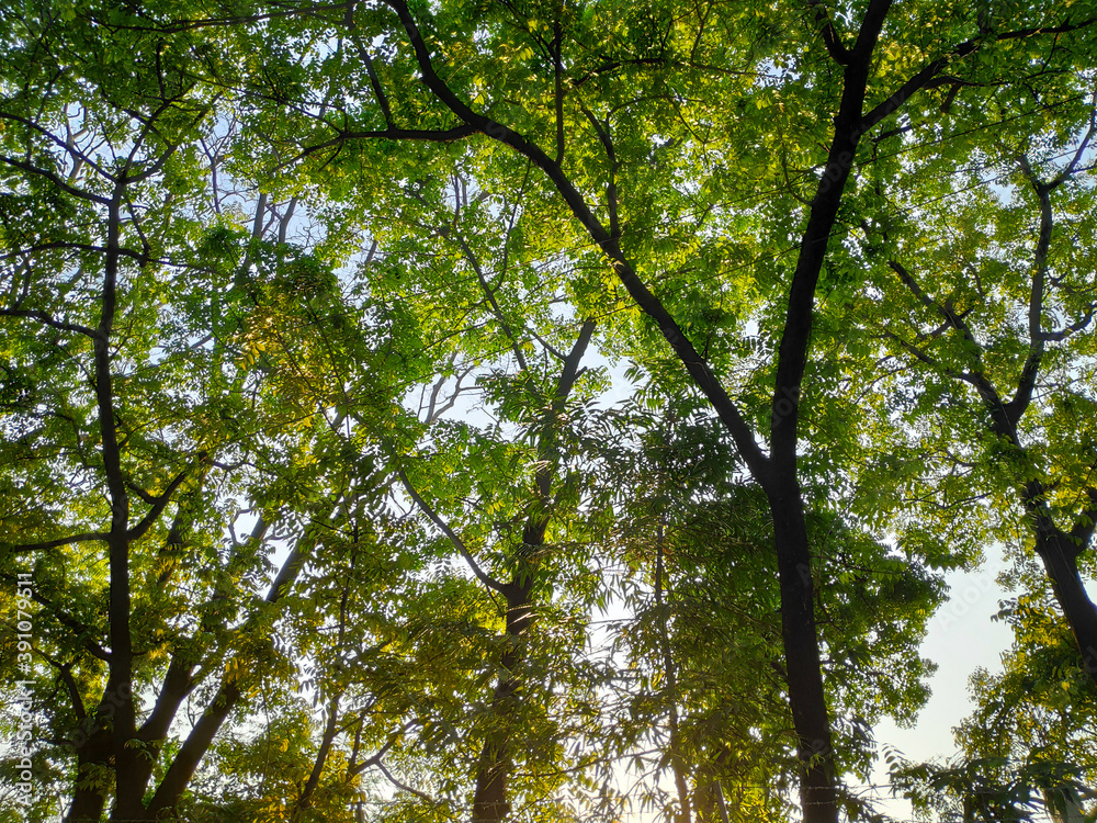 Fototapeta premium trees in the forest