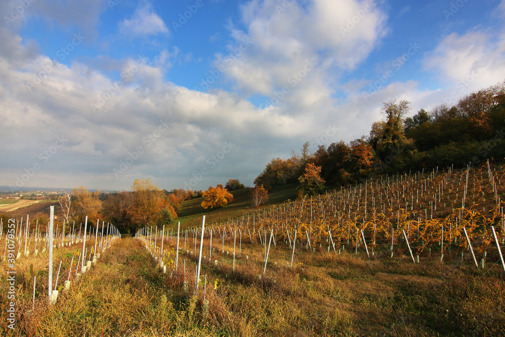 Vigneti in autunno in collina