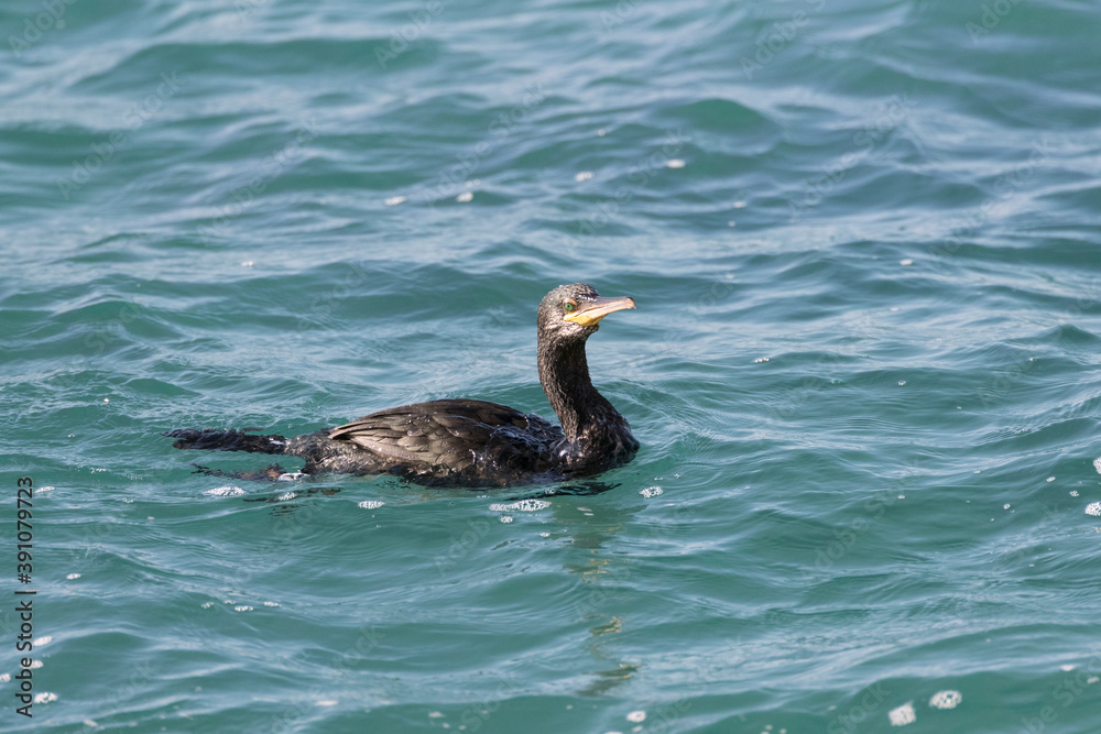 Fototapeta premium Mediterranean Shag, Phalacrocorax aristotelis desmarestii