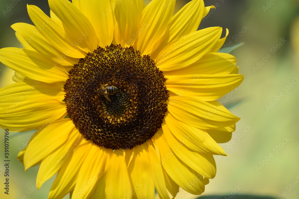 Naklejka premium Sunflower