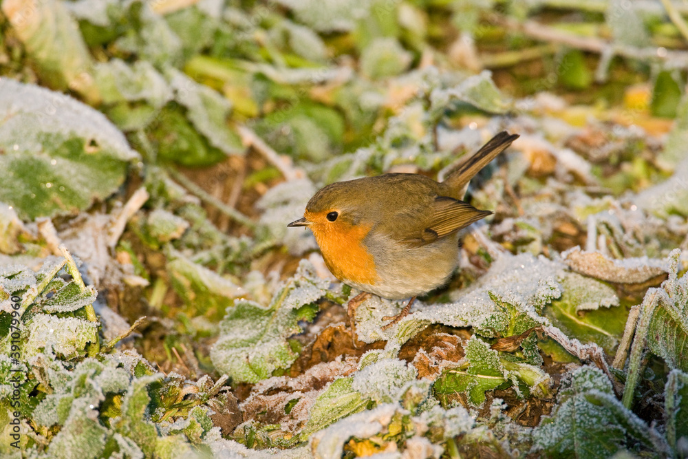Fototapeta premium Roodborst, European Robin, Erithacus rubecula